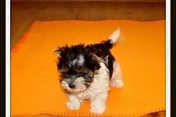 Biewer_York_Yorki_Szczeniaki_Maleńkie MINI pieski_