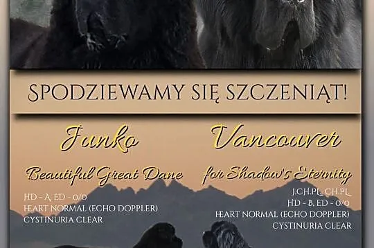 Nowofundland ZKWP FCI mamy czarne szczenięta,  maz, Warszawa