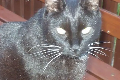 Zaginął czarny kot- W Ruścu pod Nadarzynem w okoli