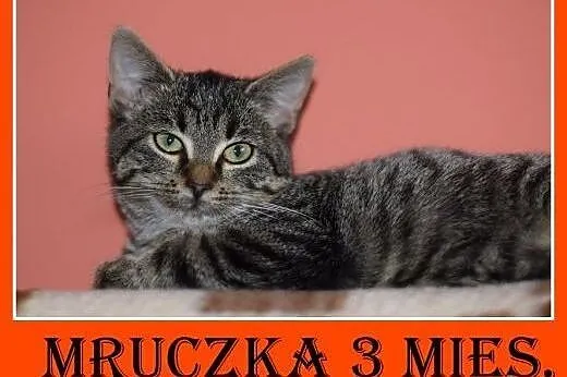 3 mies. kociczka MRUCZKA,tulaśna,mrucząca,kuwetkow
