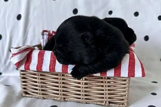 Suczka chow chow, Wielkopolskie, Ostrów Wielkopolski