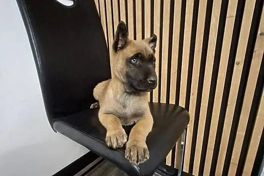 Owczarek Belgijski Malinois Szczeniaki