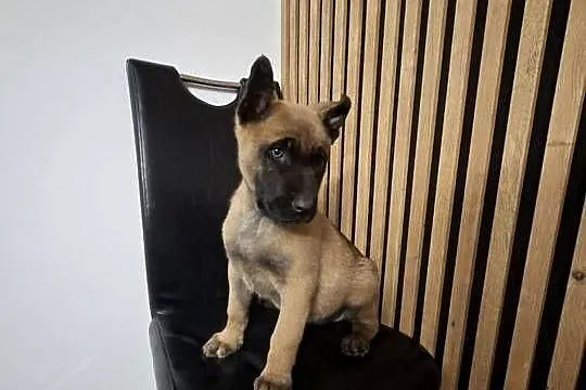 Owczarek Belgijski Malinois Szczeniaki, Śląskie, Częstochowa