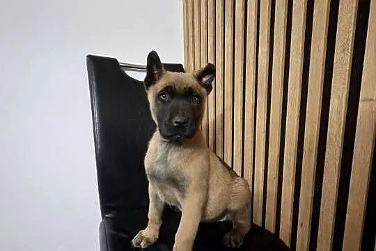Owczarek Belgijski Malinois Szczeniaki, Śląskie, Częstochowa