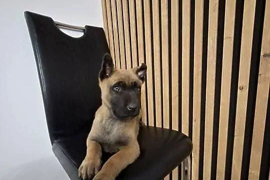 Owczarek Belgijski Malinois Szczeniaki, Śląskie, Częstochowa