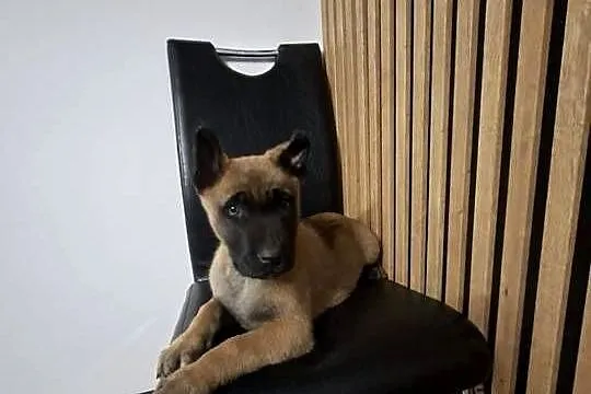 Owczarek Belgijski Malinois Szczeniaki, Śląskie, Częstochowa