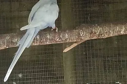 Aleksandretta obrożna fiolet szek dominant na recesywny, Małopolskie, Bochnia