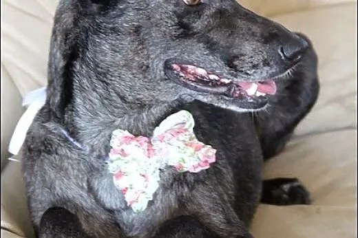 Kaja - jak owczarek holenderski krótkowłosy :) Cud