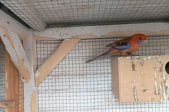 Rozella królewska orange  samiec