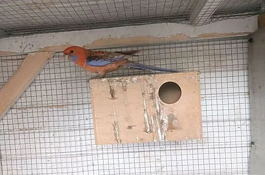 Rozella królewska orange  samiec, Wielkopolskie, Włoszakowice