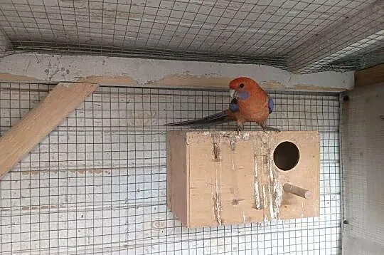 Rozella królewska orange  samiec, Wielkopolskie, Włoszakowice
