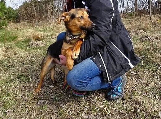 Fela - fajna, młodziutka sunia, mini owczarek, Ku