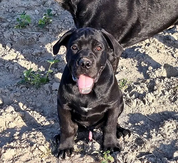 Cane Corso Italiano, Lubelskie, Puławy