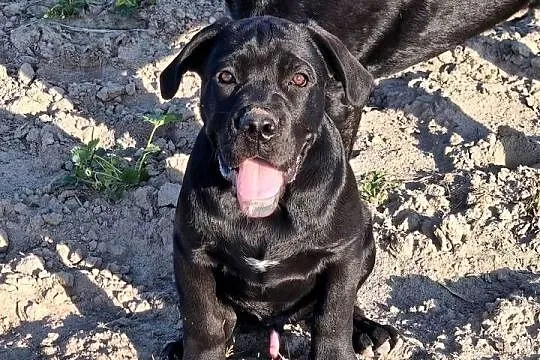 Cane Corso Italiano, Lubelskie, Puławy