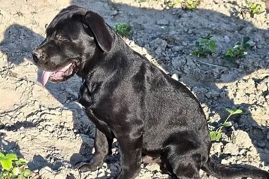 Cane Corso Italiano, Lubelskie, Puławy