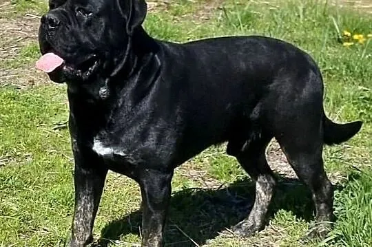 Cane Corso Italiano, Lubelskie, Puławy