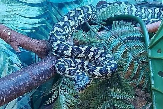 Morelia spilota, Śląskie, Tychy