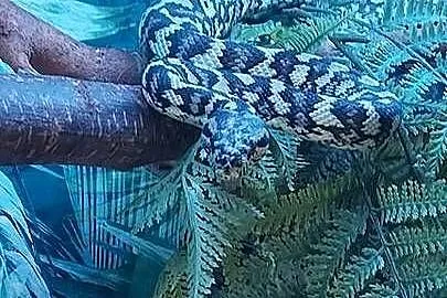Morelia spilota, Śląskie, Tychy