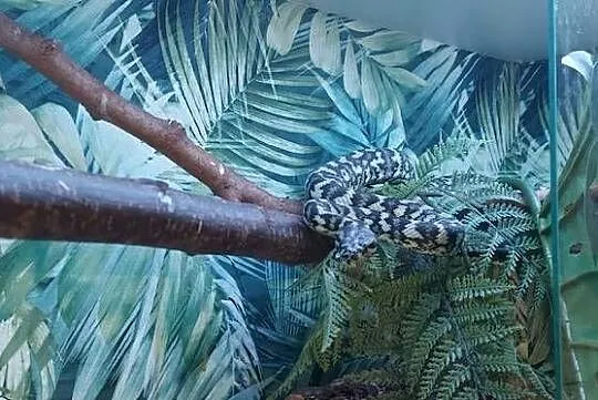 Morelia spilota, Śląskie, Tychy