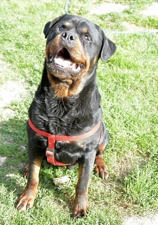 Rottweiler szuka domu, mazowieckie Warszawa