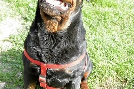 Rottweiler szuka domu,  mazowieckie Warszawa