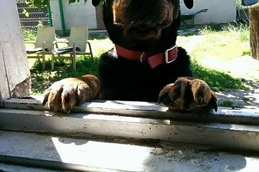 Rottweiler szuka domu,  mazowieckie Warszawa