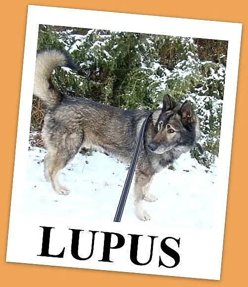 Młody,duży 36 kg wilczasty pies LUPUS,przyjazny,ko