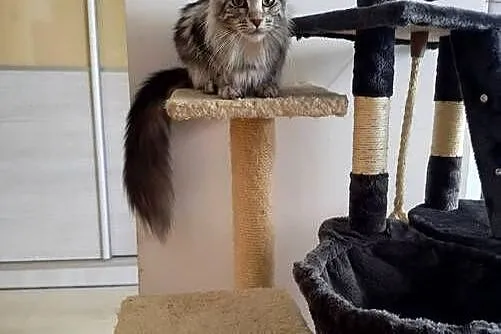 Kotki  Maine Coon, Śląskie, Będzin