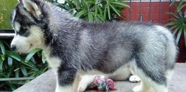 Siberian Husky Szczenięta na Przyjęcie (helenasous