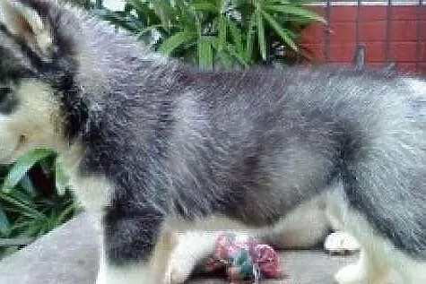 Siberian Husky Szczenięta na Przyjęcie (helenasous