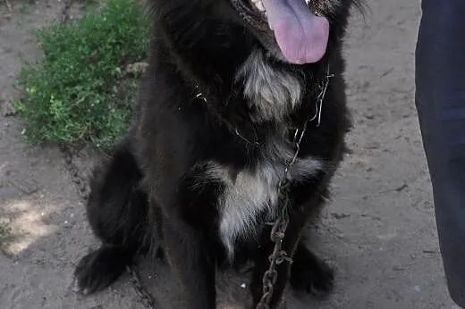 GRUBY-do adopcji,  dolnośląskie Wrocław
