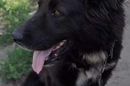 GRUBY-do adopcji,  dolnośląskie Wrocław