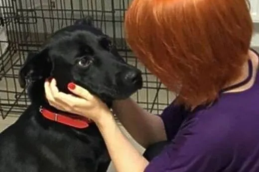Salvo - średni, przyjazny pies - do adopcji,  mazo