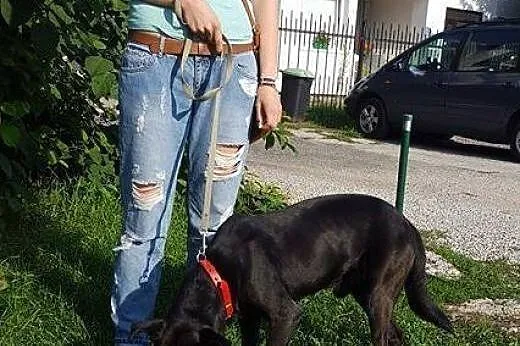 Salvo - średni, przyjazny pies - do adopcji,  mazo