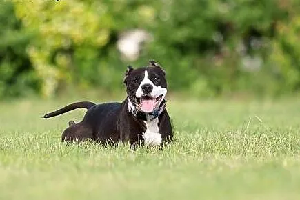 Domowa, stabilna amstaffka Dakota szuka domu, Amstaff cała Polska