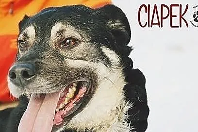 Ciapek :) pies z charakterkiem, co Przyjaciela szuka :)
