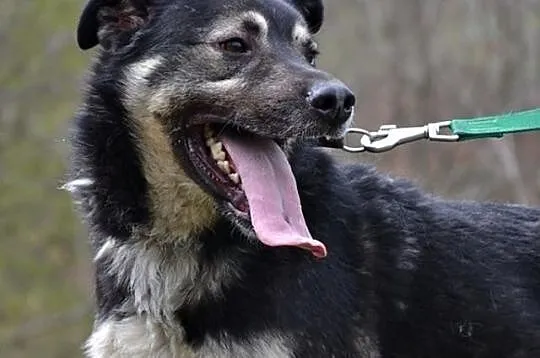 Ciapek :) pies z charakterkiem, co Przyjaciela szu