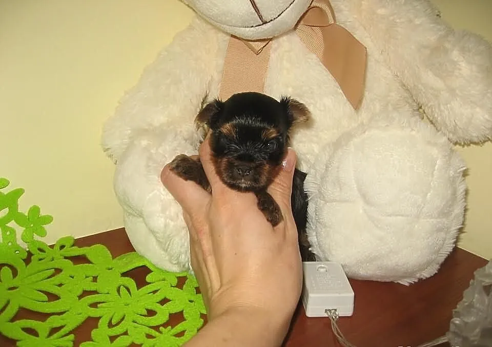Yoreczek piękny CIEMNY MAHONIOWY piesek mini mini