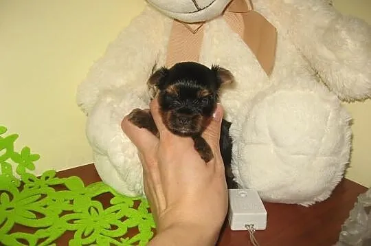 Yoreczek piękny CIEMNY MAHONIOWY piesek mini mini