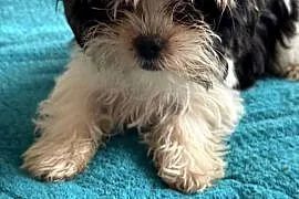 Cudny York Biewer Terrier :)