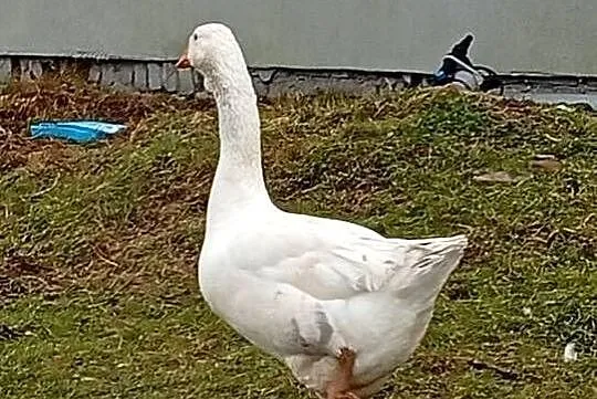 Chołmogon para młoda