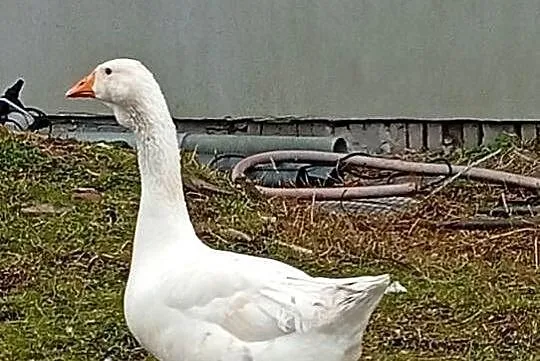 Chołmogon para młoda, Lubuskie, Lubiszyn