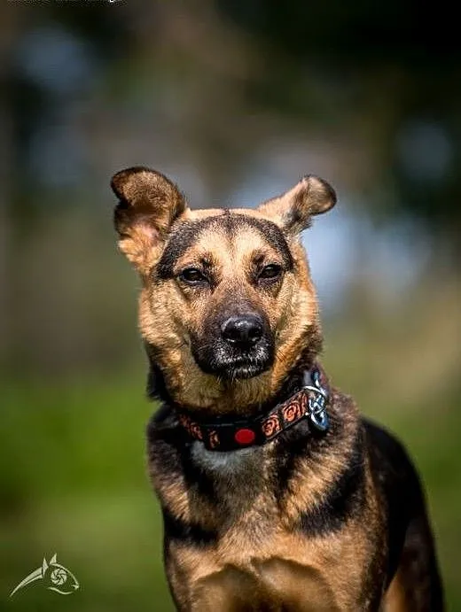 Cudowny FILIP poleca się do adopcji!, świętokrzys