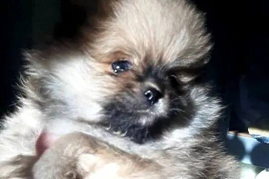 Szpic miniaturowy pomeranian, Łódzkie, Pabianice