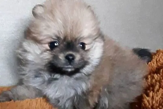 Szpic miniaturowy pomeranian, Łódzkie, Pabianice