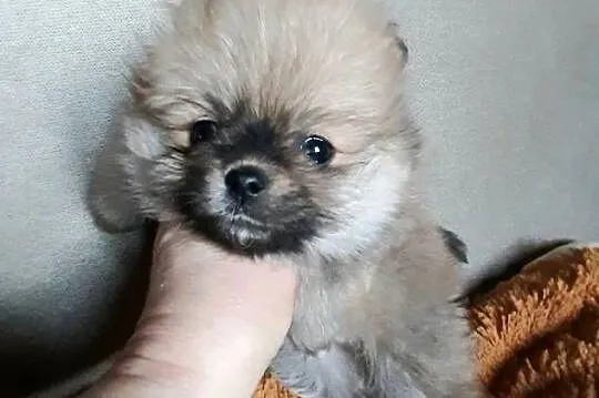Szpic miniaturowy pomeranian, Łódzkie, Pabianice