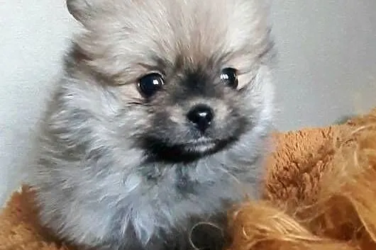 Szpic miniaturowy pomeranian, Łódzkie, Pabianice