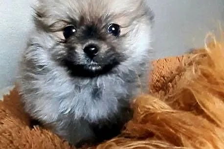 Szpic miniaturowy pomeranian, Łódzkie, Pabianice