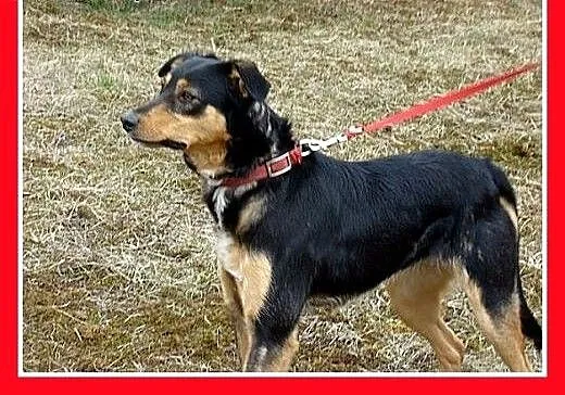 14kg,łagodna,delikatna,przyjazna suczka ANIA.Adopc