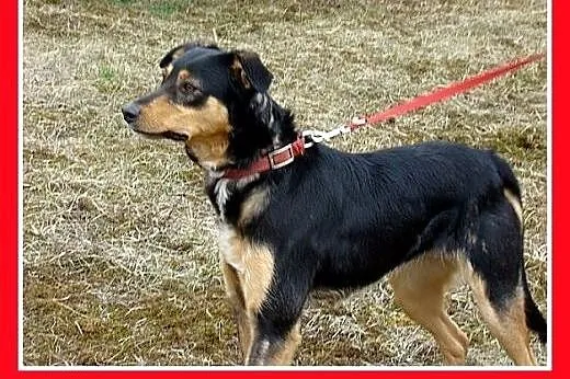 14kg,łagodna,delikatna,przyjazna suczka ANIA.Adopc